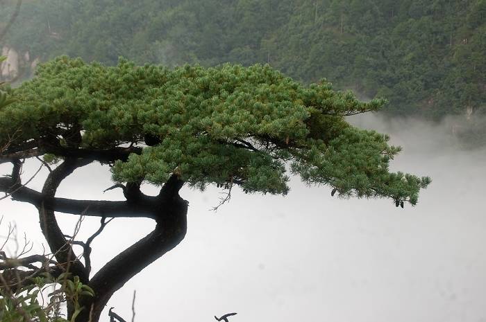 如松最新博客，探索思想深度与独特视角的独特魅力