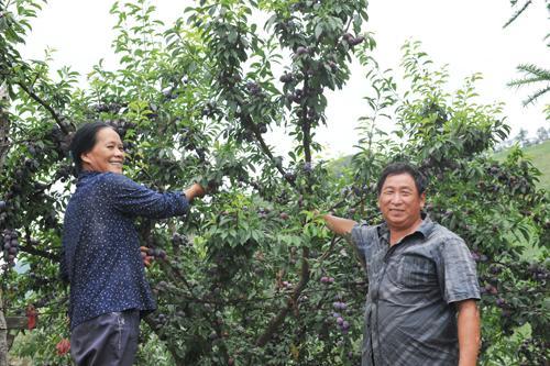 今年谷子最新价格分析与影响因素概述