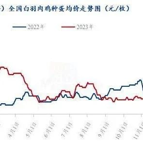 白羽肉鸡最新价格动态解析