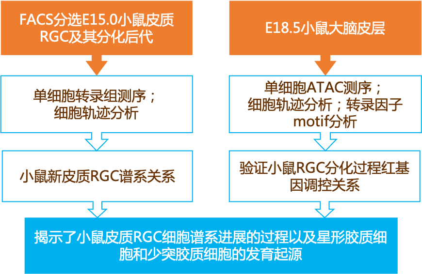 新奥门正版免费资料怎么查,高效解读说明_4DM16.615