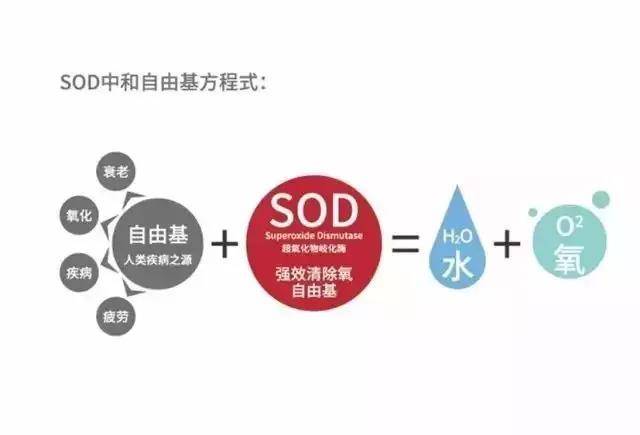 最新SOD研究进展及其应用前景展望