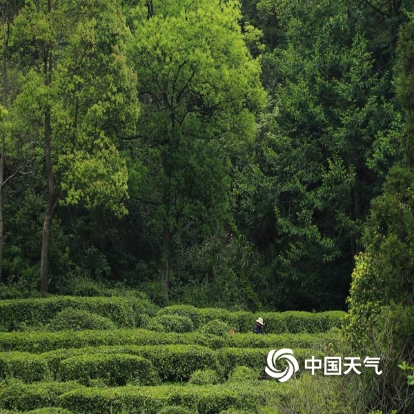 高峰林场最新天气预报