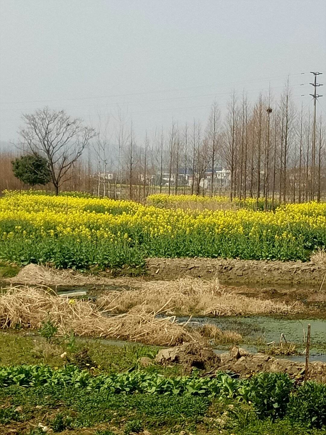 果堰村最新天气预报